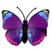 Purple/Pink