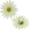 White Large Daisy Flower Adjustable Ring